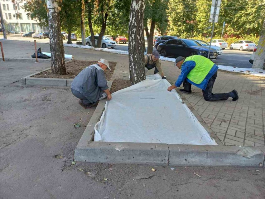 В Ленинском районе Воронежа стремятся к созданию оазиса зелени в центре города