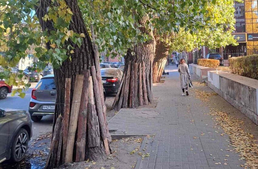 К зиме готовят деревья на воронежских улицах