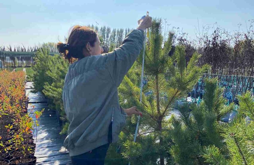 Осеннее озеленение стартует в Воронеже