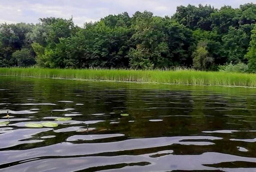 Впервые применят биологическую расчистку в Воронежской области в реке Битюг