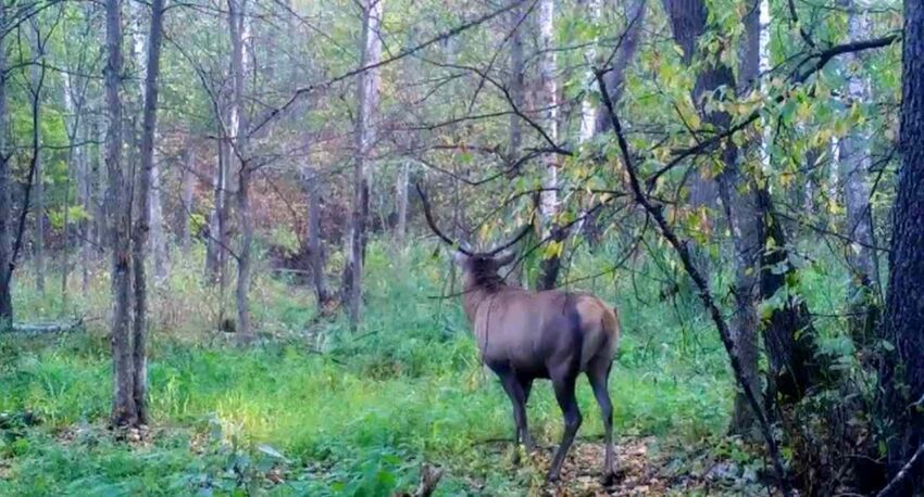 У благородных оленей в Воронежском заповеднике наступил сезон размножения 