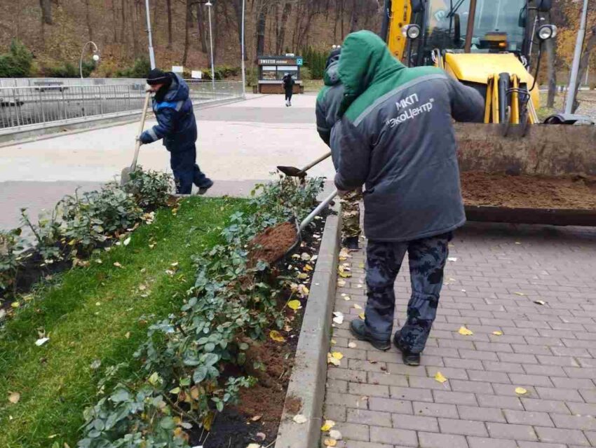 В парках и скверах Воронежа розы готовят к зиме