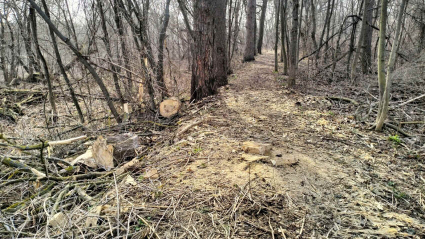 В природном заказнике под Воронежем незаконно срубили более 60 деревьев