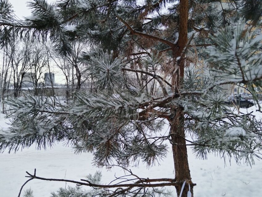 Синоптик рассказали, сколько продлятся морозы в Воронеже