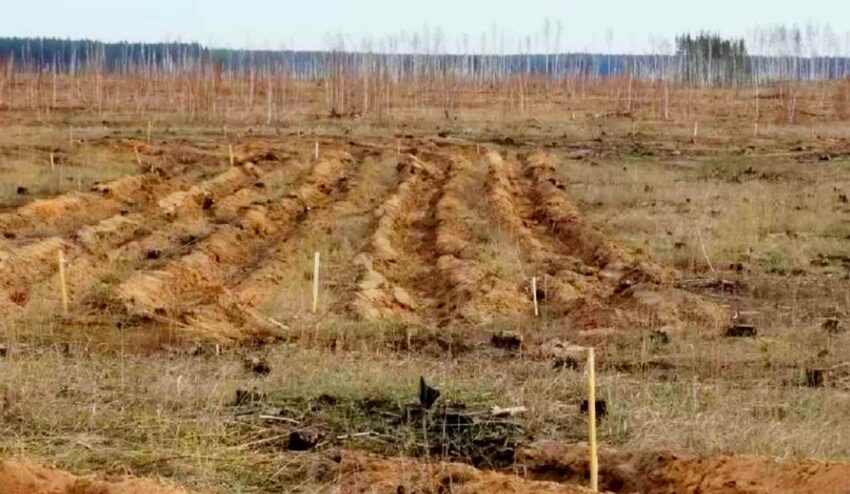 В воронежском лесничестве появится надпись «Победа» из деревьев