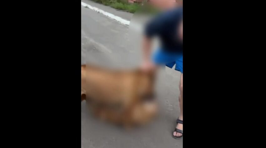 Жуткое нападение домашней собаки на дворнягу в Воронеже сняли на видео Происшествия. Криминал