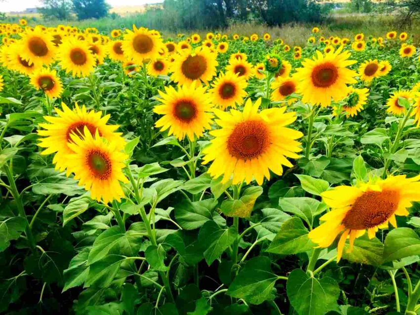 При реализации семян и саженцев сельхозрастений в Воронежской области обнаружили 66 нарушений Экономика