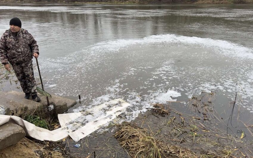 Более 200 тысяч мальков сазана выпустили в воронежскую реку