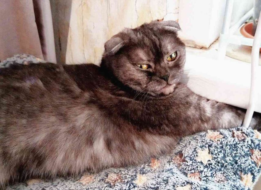 Общество. Культура