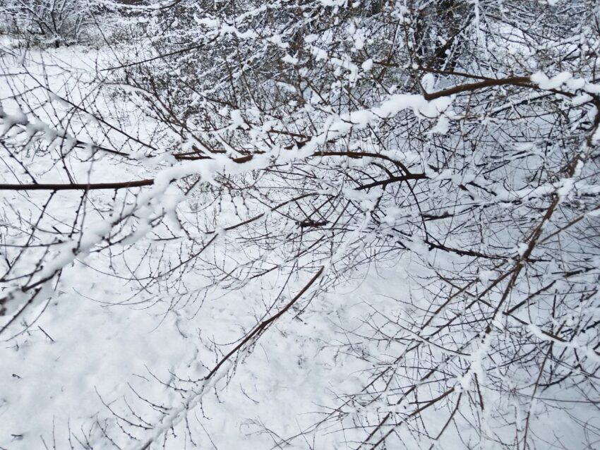 Мокрый снег и гололедица ожидаются днем 11 января в Воронежской области Природа