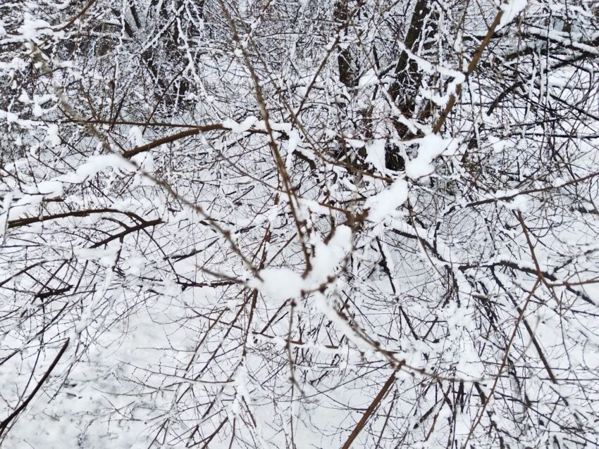 Снег пообещали воронежцам синоптики 11 января Природа