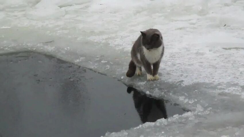 Брат утонувшего под Воронежем в ледяной Усманке мальчика сумел выбраться из воды Происшествия. Криминал