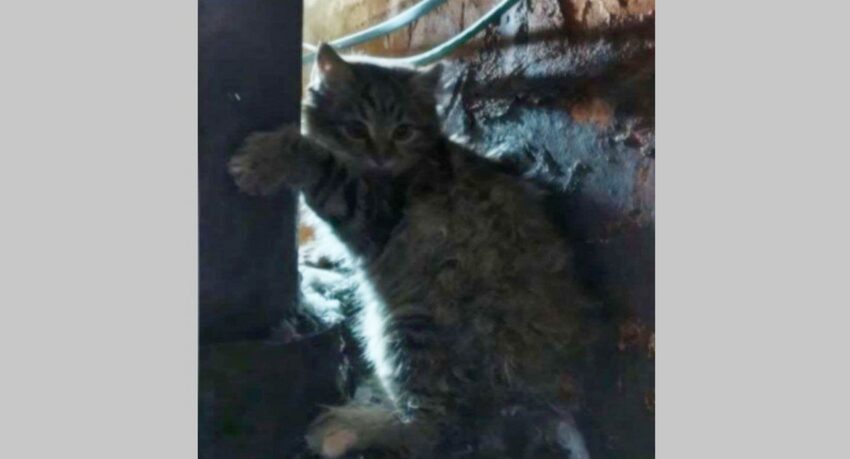 Происшествия. Криминал