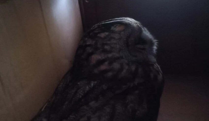 Ушастую сову, найденную на территории аэропорта, спасли в Воронеже Природа