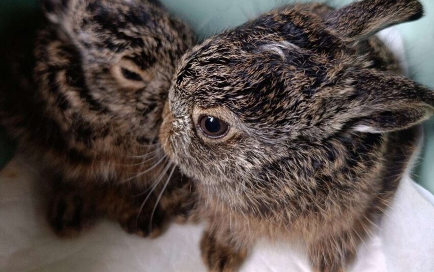 Двух «пасхальных» зайчат обнаружили в воронежском парке «Танаис» Природа