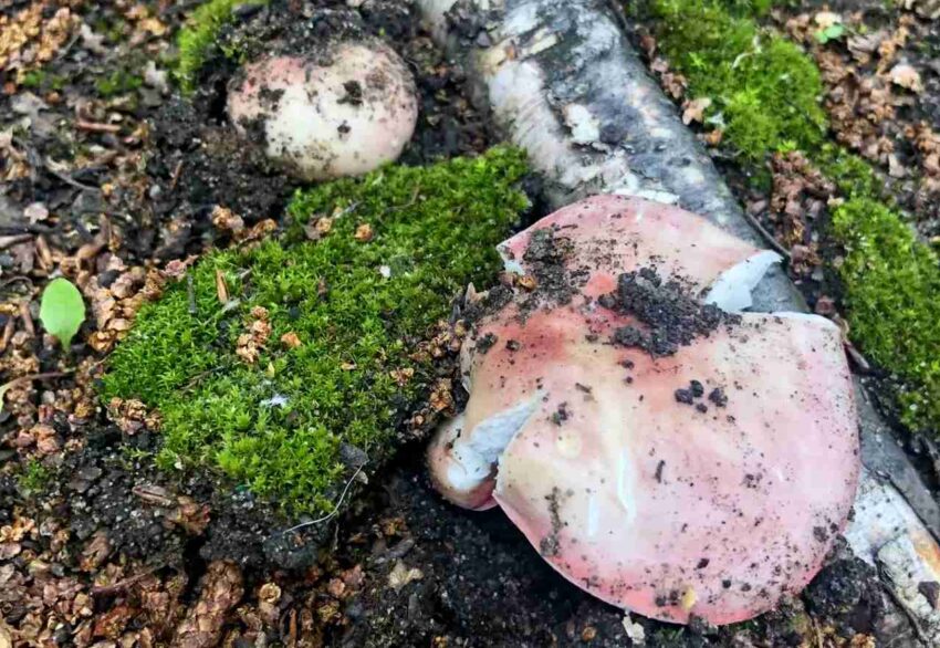 О смертельно опасных грибах предупредили воронежцев Безопасность. Права граждан